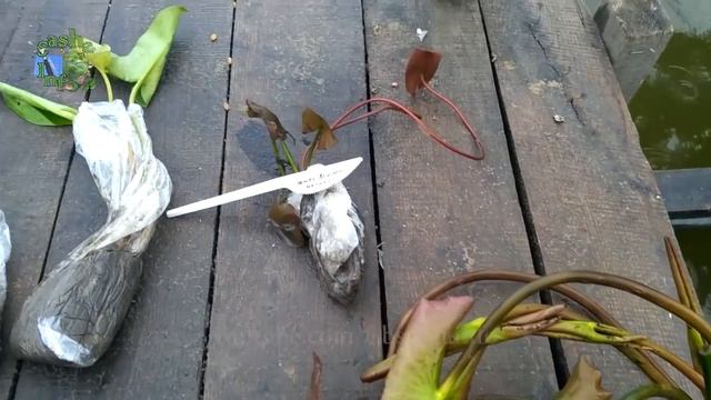 Растения для искусственного пруда . Защита растений от рыбы . Нимфея . Искусственный пруд 10 часть смотреть онлайн