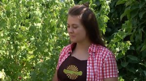 Сорта золотистой смородины