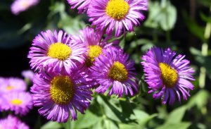 «Мелколепестник или Эригерон» РЕЛАКС АРТ-ТЕРАПИЯ ИМПРОВИЗАЦИЯ композитор Виктор Анохин #piano #цветы