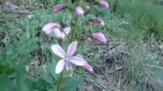 ОПАСНЫЕ РАСТЕНИЯ КРЫМА смотреть онлайн