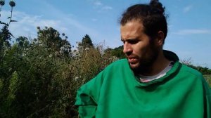 мордовник шароголовый.средне-позний медонос для пчел