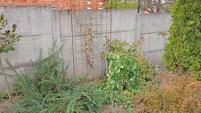 Переробляю одразу дві ділянки. Висаджую живу огорожу з туй. смотреть онлайн