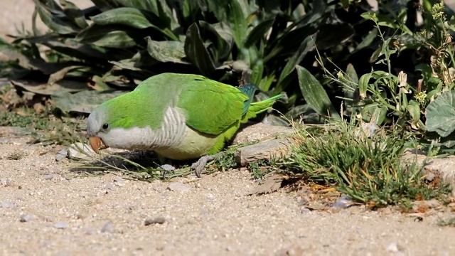 Попугаи-монахи (Myiopsitta Monachus) Барселоны. Птицы Испании.