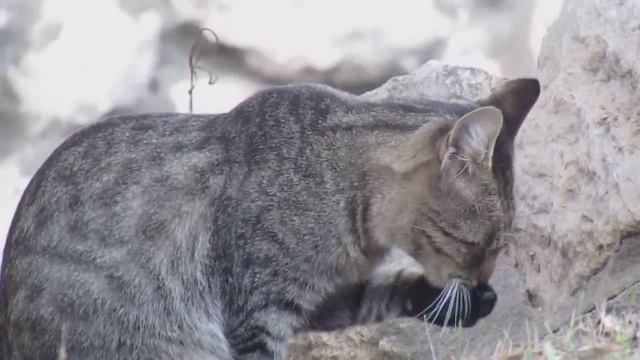 Наблюдение за котом 48/Watching the cat 48 смотреть онлайн