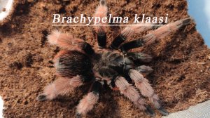 Посылка с адульт самцами. Brachypelma klaasi, Nhandu carapoensis, Phormictopus auratus