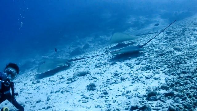 Туристам на заметку. Опасные Мальдивы. смотреть онлайн