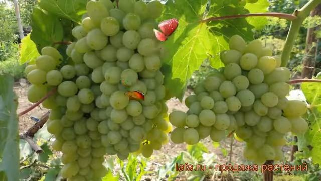 Виноград плодовый Гарольд (vitis garol'd) ? Гарольд обзор: как сажать, рассада винограда Гарольд смотреть онлайн