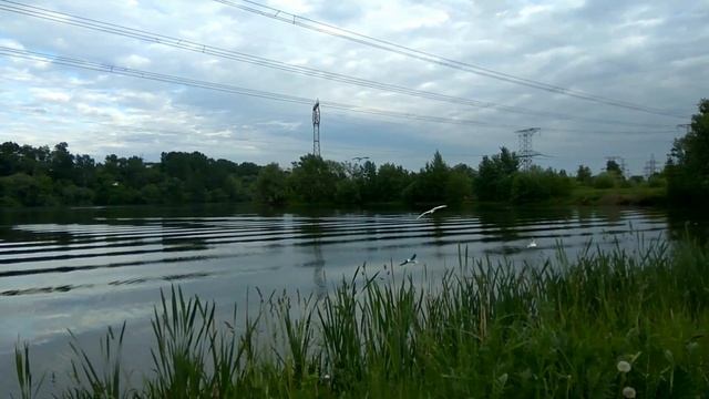 Чайки ловят рыбу в Москве-реке смотреть онлайн