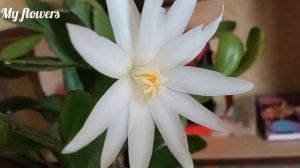 Не цветет Рипсалидопсис?(Пасхальный кактус)