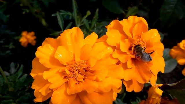 Цветы на даче. Летние и осенние смотреть онлайн