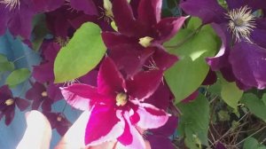 мой клематис Warszawska Nike (Варшавская ночь)