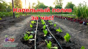 Делаем капельный полив за час