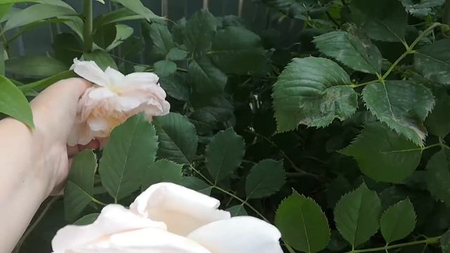 Цветение розы Д. Остина "Ти Клиппер"? (David Austin "Tea Clipper") смотреть онлайн