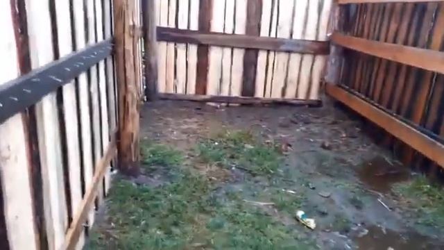 Приют для собак в Чите затопило - срочно требуется помощь смотреть онлайн