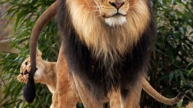 Львёнок укусил папу за хвост, что произошло дальше не передать словами смотреть онлайн