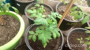 Как вырастить томаты в ведрах - дополнительный урожай!