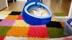 Течка у собаки(как проходит, сколько длится, и т.д)?