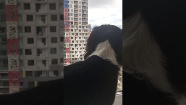 Кавалер Кинг Чарльз Спаниель следит за строительством дома смотреть онлайн