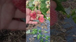 ремонтантная малина " ВАСЁНА".              Осень 2022г.