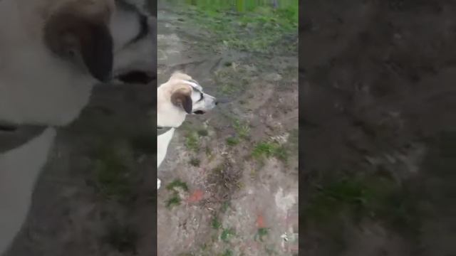 Николь ищет свой дом и семью смотреть онлайн