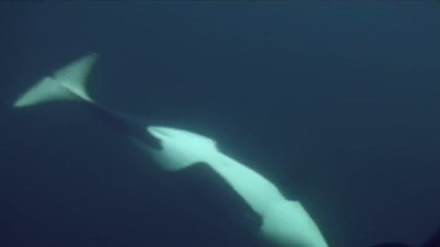 Beyond Jaws: The Real Lives of Sharks (Shark Documentary) | Real Wild смотреть онлайн