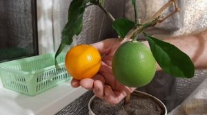 Как вырастить мандарины в домашних условиях из косточки. Мандарин Уншиу от посадки до дегустации