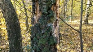 Экшн-камера Digma DiCam 850. Тест в различных условиях.