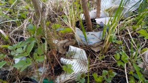 Прививка кедра на сосну обыкновенную.