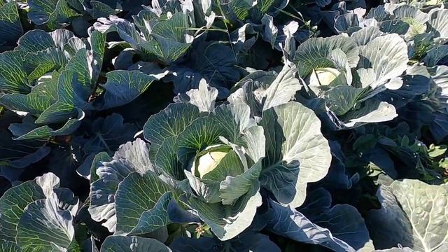 Обзор поздней капусты СВ 3404, гибрид селекции Seminis. cabbage CB 3404, hybrid of Seminis selectio смотреть онлайн