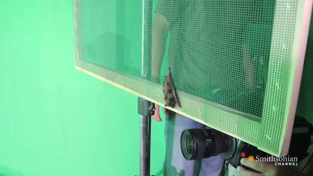 High-Speed Footage of a Bat in Flight смотреть онлайн