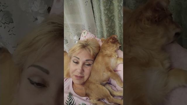 #чихуахуа У меня своя целительница! смотреть онлайн