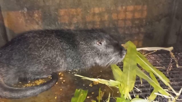 Нутрії . Жовтень 2022. смотреть онлайн