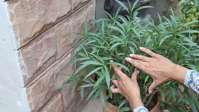 Mexican petunia- Heat Tolerant Flowering Plant смотреть онлайн