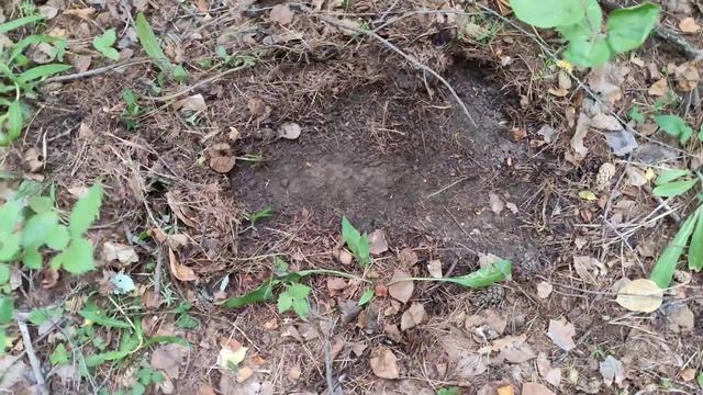 Коп в лесу. Прогулки с металлоискателем. Разные находки. смотреть онлайн