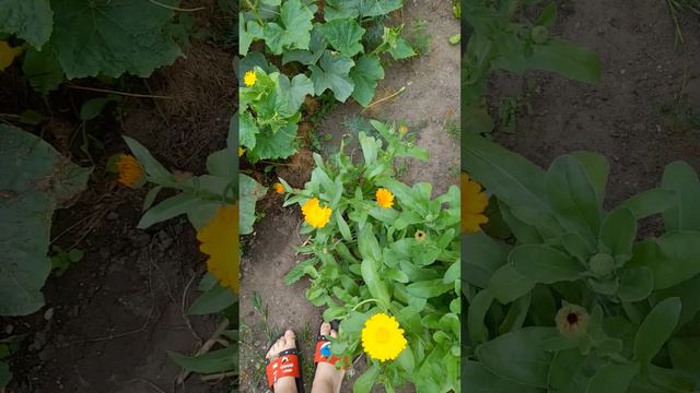 Огурец 2 часть когда будут появлятса другие огурцы буду делать 3 часть😎🤠🥳 смотреть онлайн