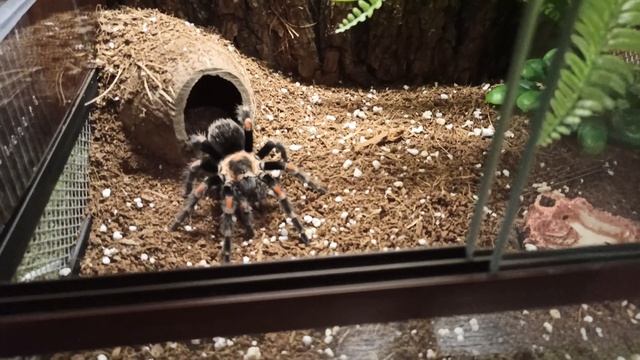 Brachypelma auratum (Брахипельма ауратум). Террариум, краткое описание,плюсы и минусы. смотреть онлайн