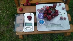 Черешня Сказка 13.06.2023 Беларусь