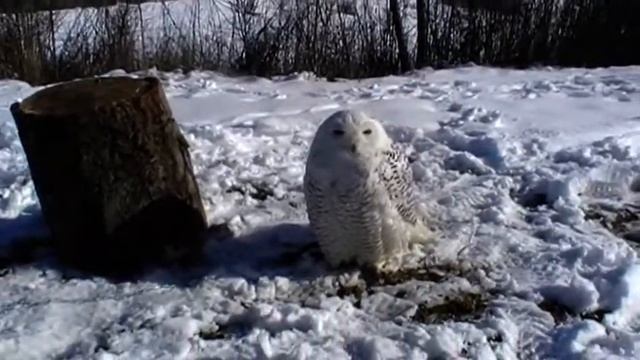 Nyctea scandiaca maschio - 12/02/2013 смотреть онлайн