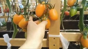 сортовой томат  ДЕ БАРАО ОРАНЖЕВЫЙ обзор