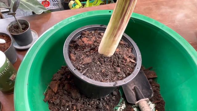 โคโลคาเซียไทเกอร์ Colocasia Tiger Stripe บอนเสือโคร่ง เสือพราน ได้เหง้ามาชำ 10 วันรู้เรื่อง..!! смотреть онлайн