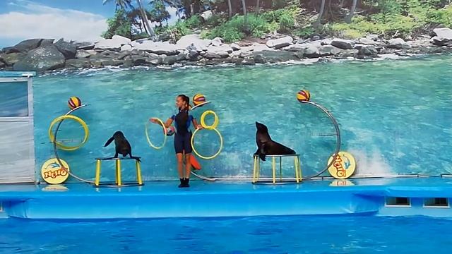 Морские котики. Выступление в дельфинарии. смотреть онлайн