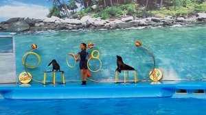 Морские котики. Выступление в дельфинарии.