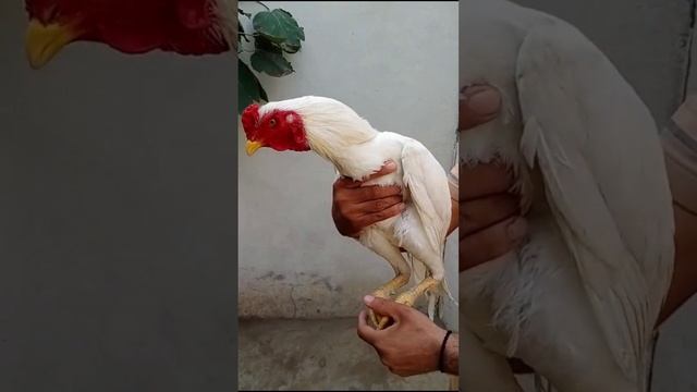 Black java aseel murga@izazkhan-fj1jg смотреть онлайн