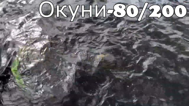 Щука 11400, окунь 1100, судак 4450, язь, сёмга и много другое. Поймал-отпусти лета 2019. смотреть онлайн