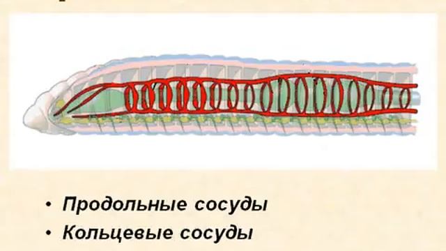 Тип Кольчатые черви (ч.2).AVI смотреть онлайн