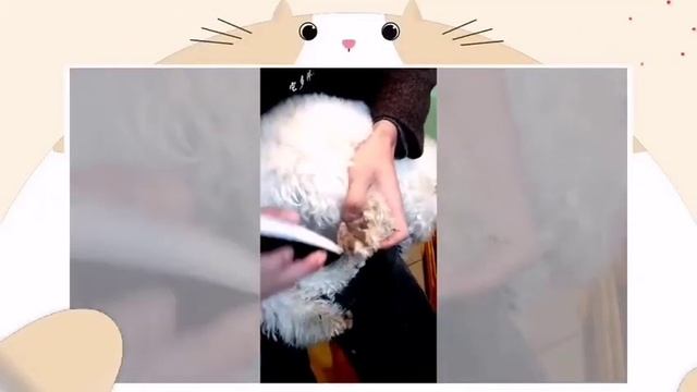 Professional Groomers' highly recommended Lambo 8780 pet hair trimmer смотреть онлайн