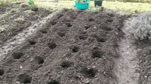 весенняя пересадка нарциссов