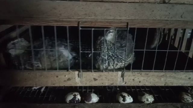 Самое крутое перепелиное яйцо! смотреть онлайн