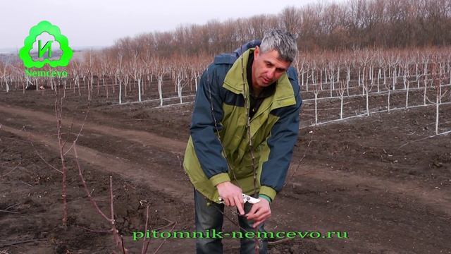 Обрезка, формирование кроны однолетнего дерева. Питомник Немцево. смотреть онлайн