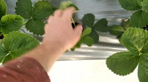 Клубника сорт Мурано, пробуем определить чем она болеет!